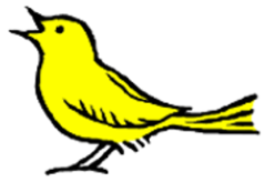 Geelvinck = Goldfinch